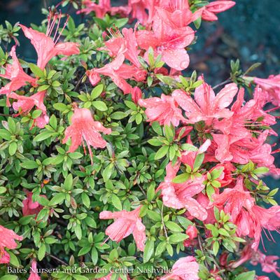 Azalea