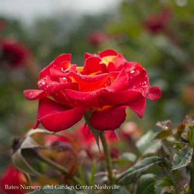 Hybrid Tea Roses
