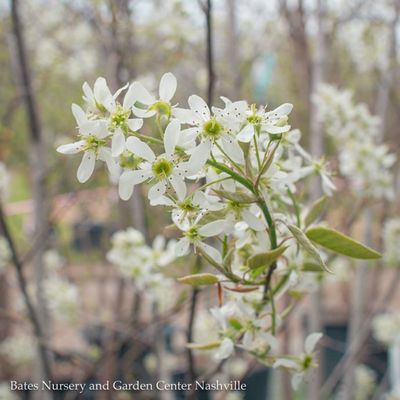 Miscellaneous Flowering Trees