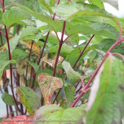 Dogwood (Cornus)