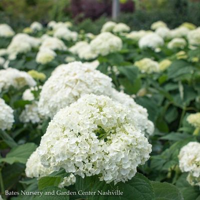 Hydrangea