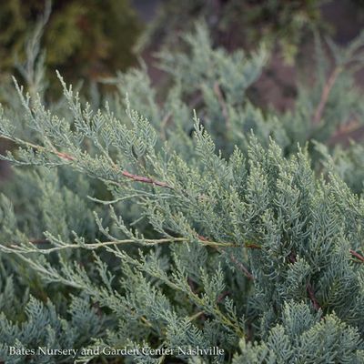 Juniper (Juniperus)