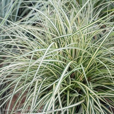 Carex (Sedge)