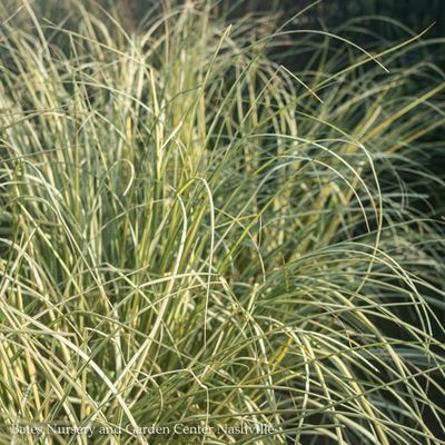 Cortaderia (Pampas)