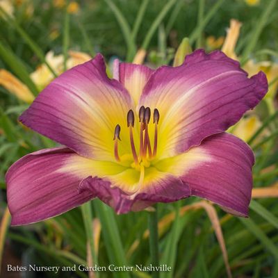 Hemerocallis (Daylily)