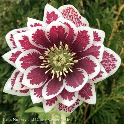 Helleborus (Lenten Rose)