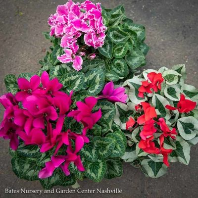 Seasonal Houseplants