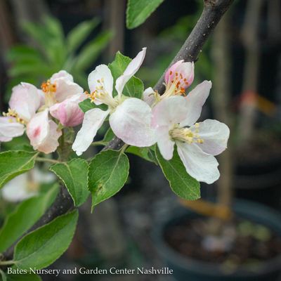 Apple (Malus)
