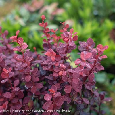 Barberry (Berberis)