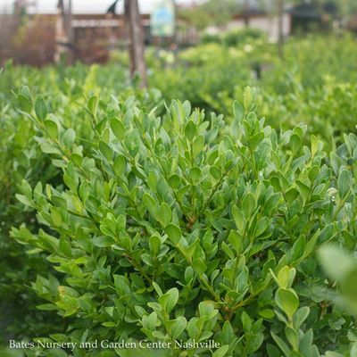 Boxwood (Buxus)