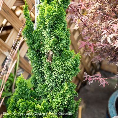 Miscellaneous Small Conifer Shrubs
