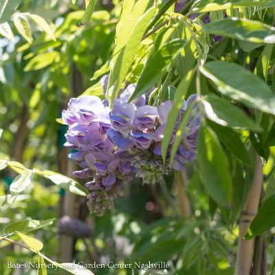 Wisteria