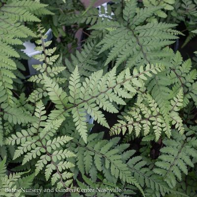 Hardy Ferns