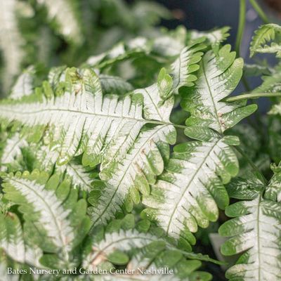 Ferns