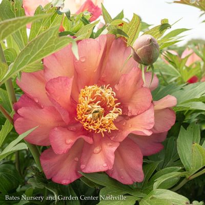 Paeonia (Peony)