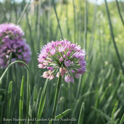 Miscellaneous Sun Perennials
