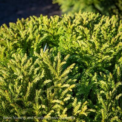 Japanese Cedar (Cryptomeria)