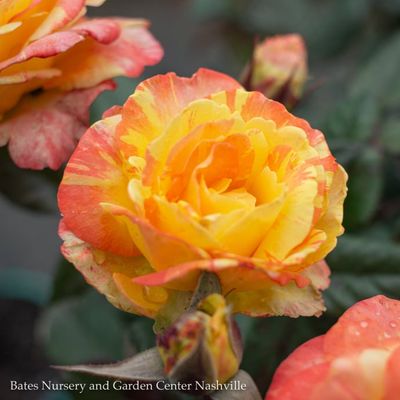 Grandiflora Roses