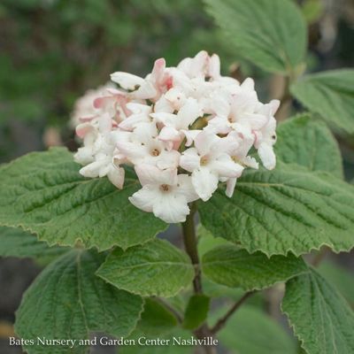 Viburnum