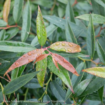 Miscellaneous Broadleaf Evergreen Shrubs