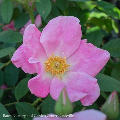 Miscellaneous Roses