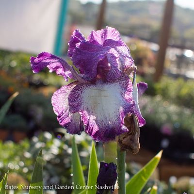 Iris