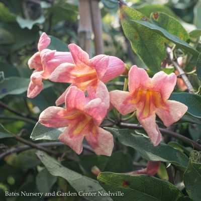Bignonia (Crossvine)