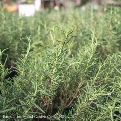 Rosemary