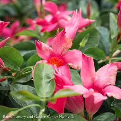 Mandevilla &amp; Bougainvilla