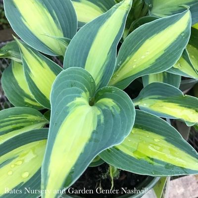 Hosta (Plantain Lily)