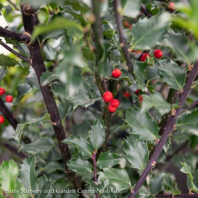 Holly (Ilex)