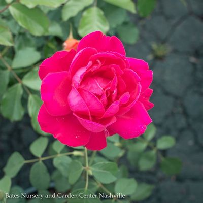 Climbing Roses
