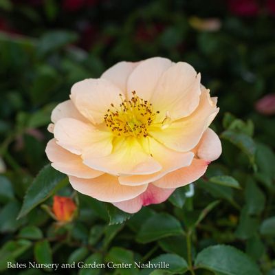 Groundcover Roses