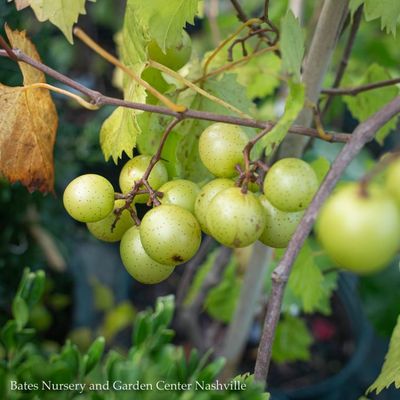 Grape &amp; Muscadine (Vitis)