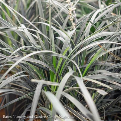 Miscellaneous Ornamental Grasses