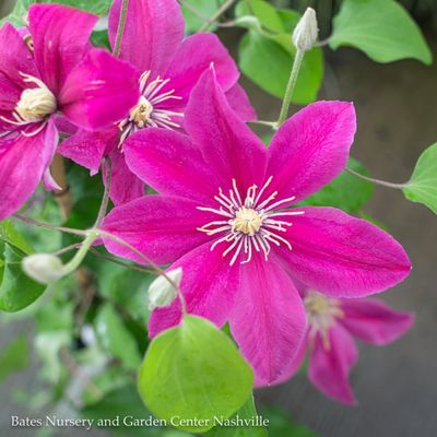 Clematis