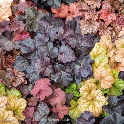 Heuchera (Coral Bells), Heucherella (Foamy Bells), Tiarella (Foam Flower)