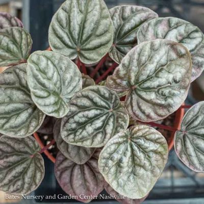 Peperomia