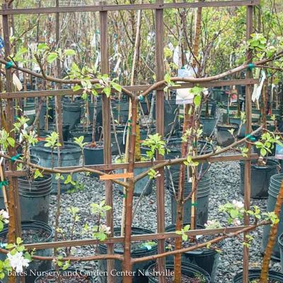 Espalier, Topiary, Patio Tree