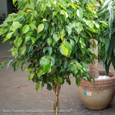 Specialty Form Houseplants