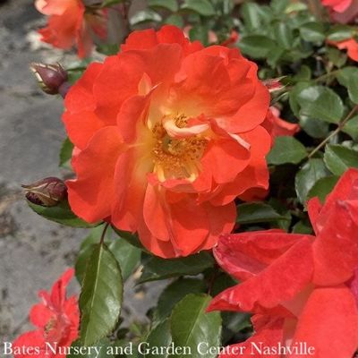 Shrub Roses
