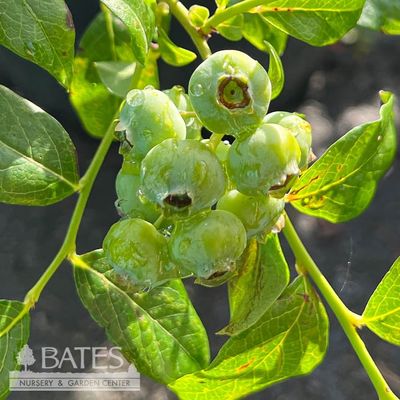 Blueberry (Vaccinium)