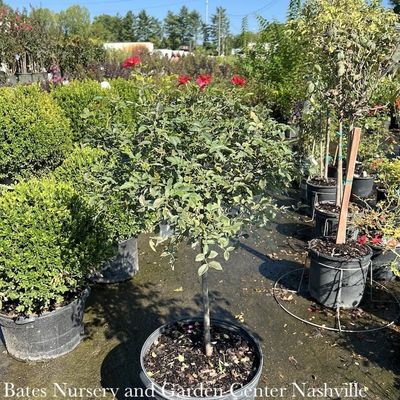 Topiary Shrubs