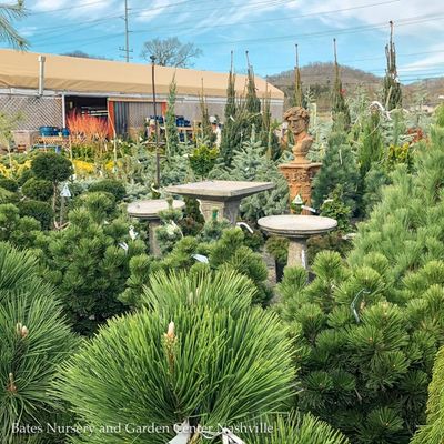 Statuary &amp; Birdbaths
