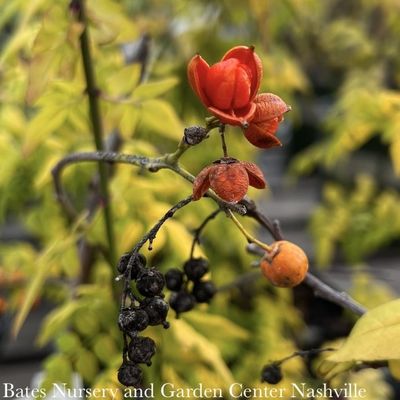 Miscellaneous Vines &amp; Climbers