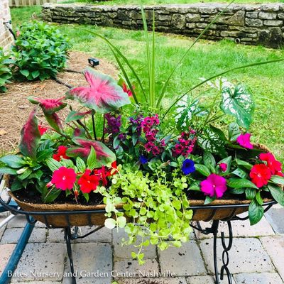 Baskets &amp; Coco Liners