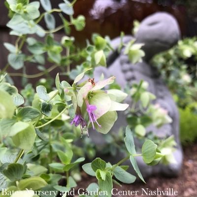 Miscellaneous Herbs