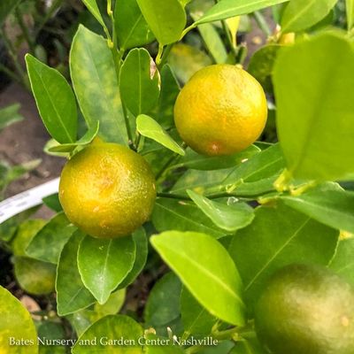 Citrus