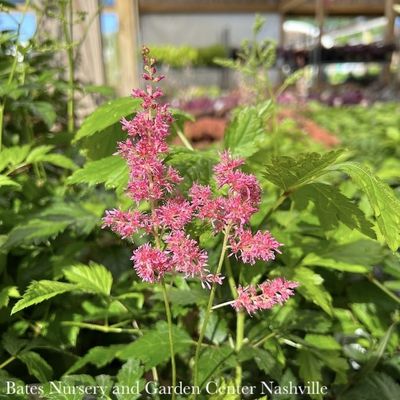 Astilbe