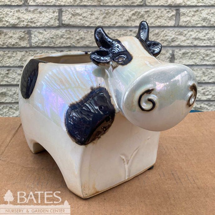 Pot Cow Planter Lrg 12x8x9  Black/White